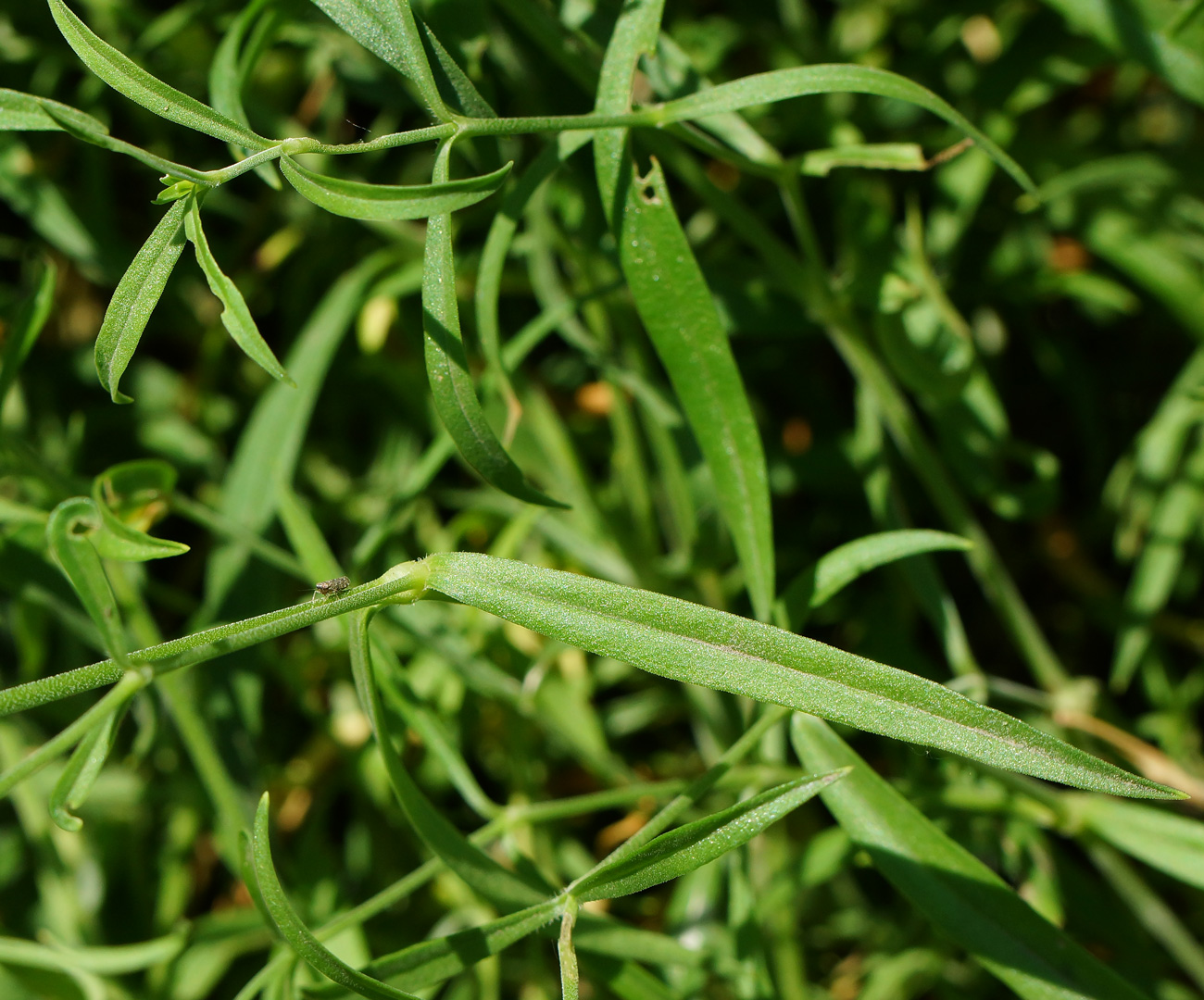 Image of Silene amoena specimen.