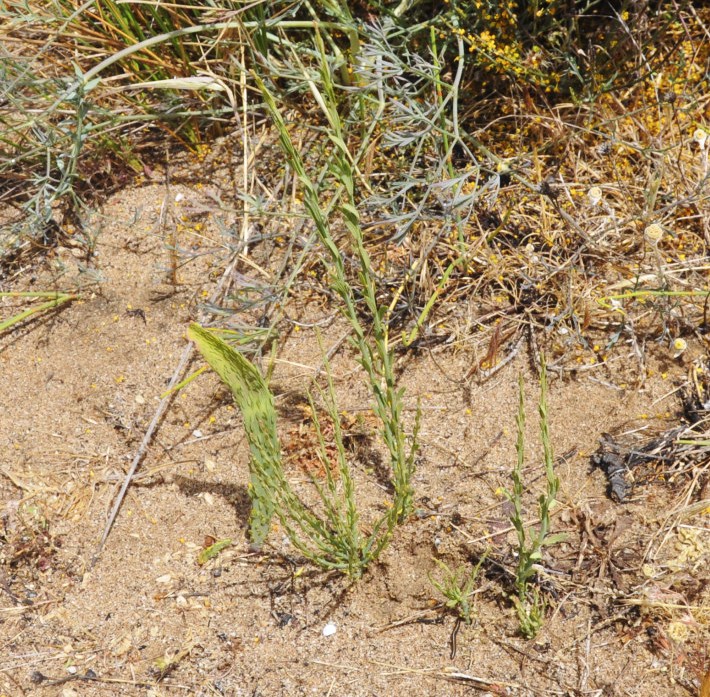 Image of Osyris alba specimen.