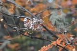 genus Sorbus. Часть ветви с соплодием. Китай, Юньнань, национальный парк Пудацо (Potatso National Park), 22 км от г. Шангри-Ла, берег оз. Битахай (Бита), ≈ 3500 м н.у.м. 29 октября 2016 г.