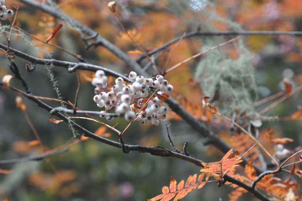 Image of genus Sorbus specimen.