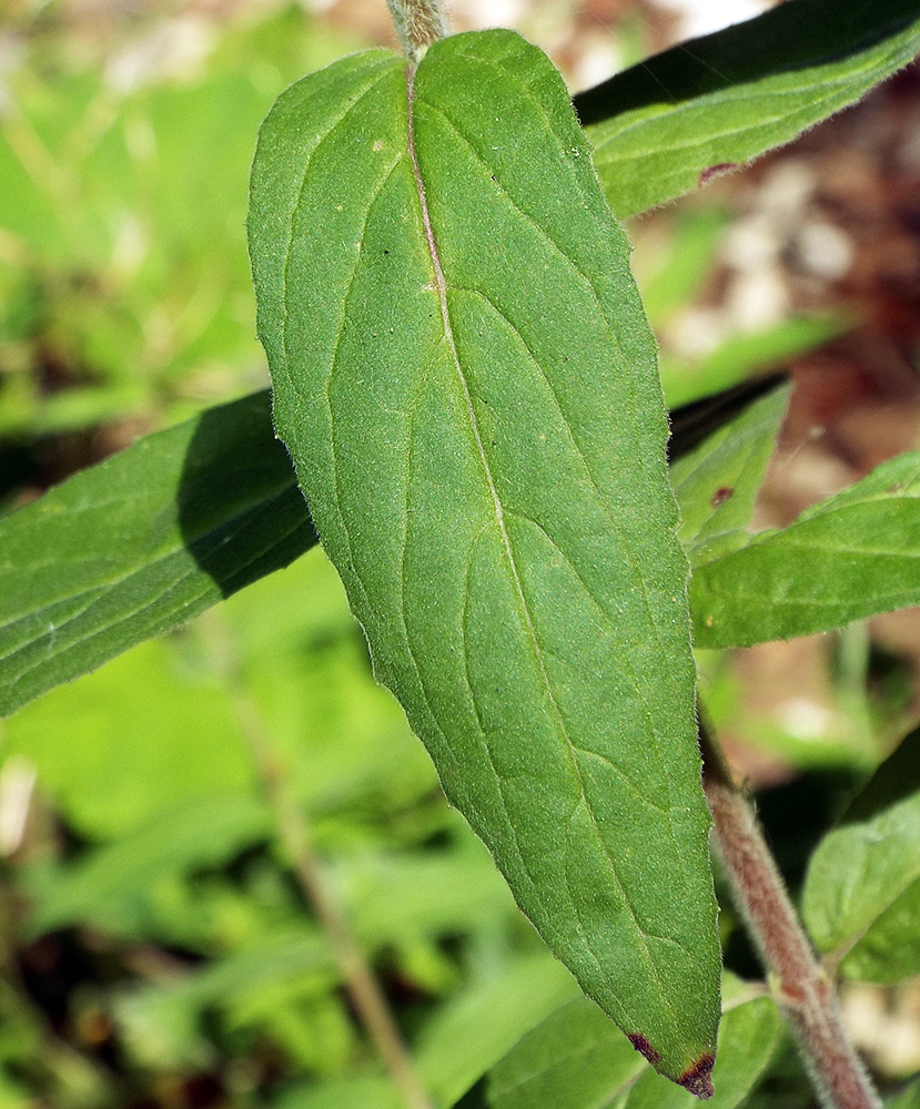 Image of Epilobium parviflorum specimen.