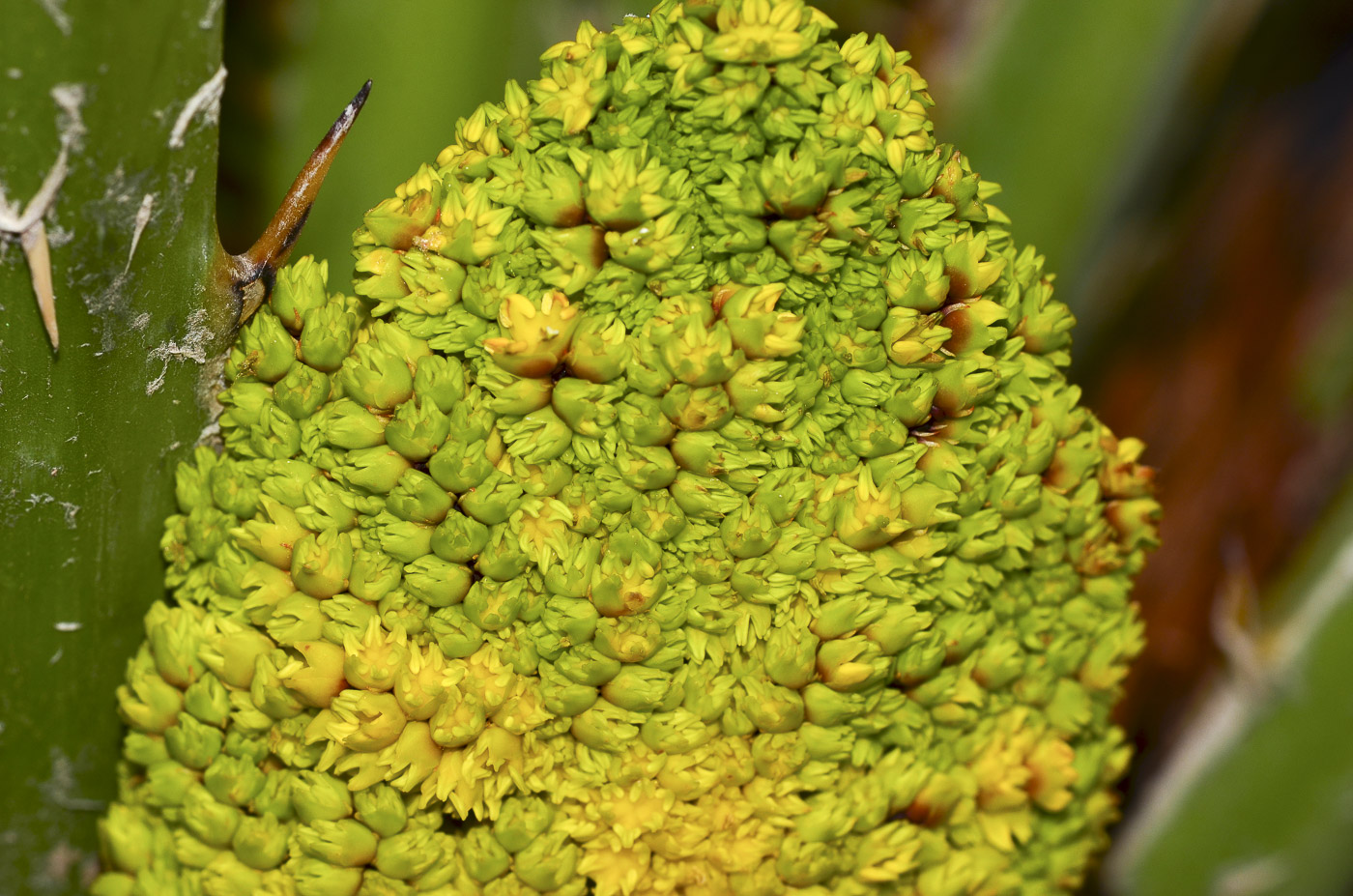 Image of Chamaerops humilis specimen.