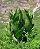 Veratrum lobelianum. Вегетирующие растения. Адыгея, Фишт-Оштеновский массив, гора Оштен, ≈ 2400 м н.у.м., субальпийский луг. 06.07.2017.