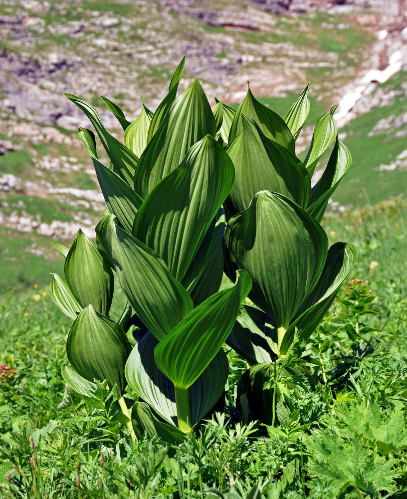 Изображение особи Veratrum lobelianum.