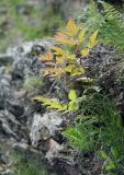 Aruncus sylvestris