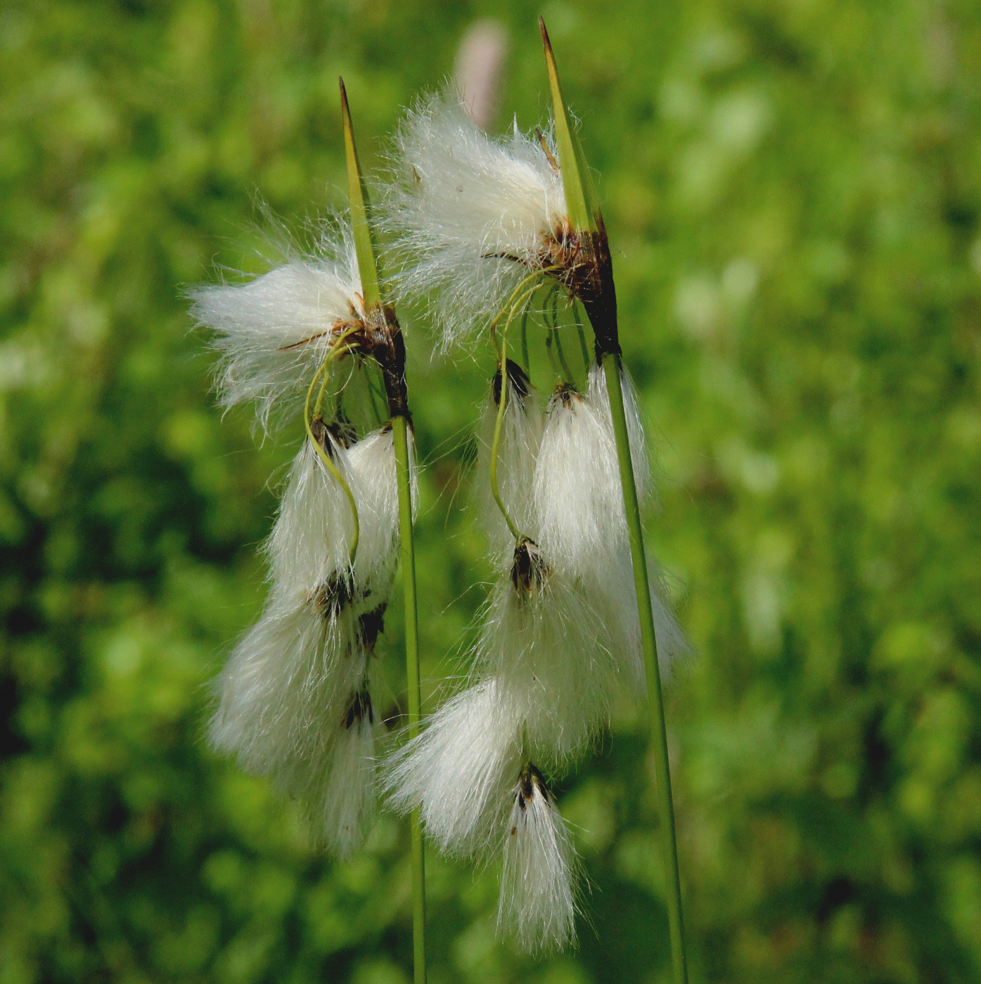 Изображение особи Eriophorum latifolium.