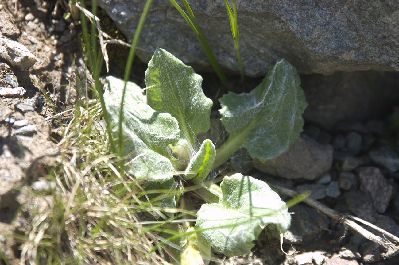 Image of Tephroseris karjaginii specimen.