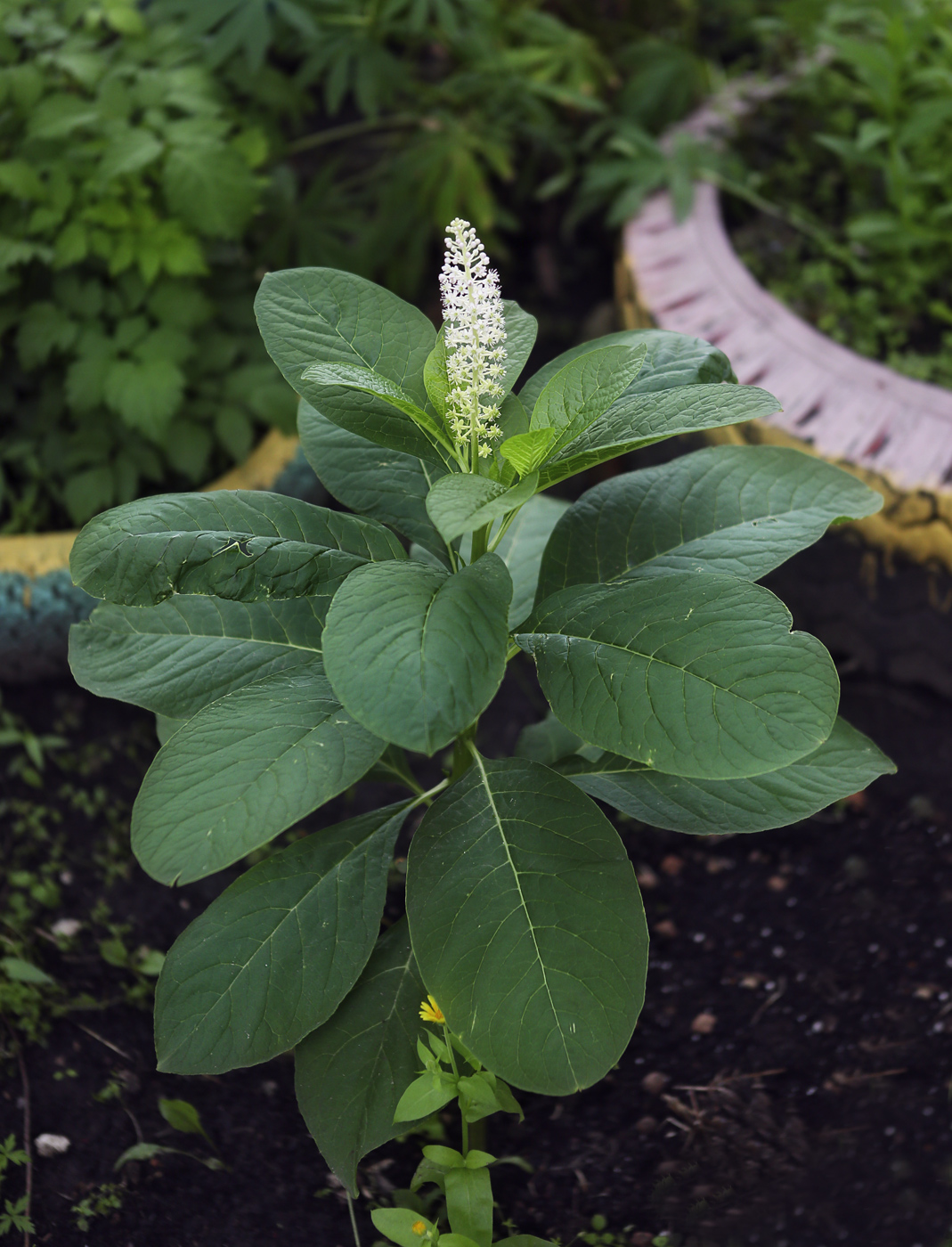 Изображение особи Phytolacca acinosa.