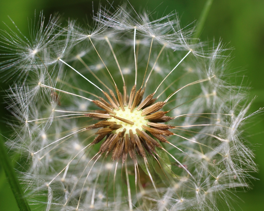 Image of Taraxacum pseudomurbeckianum specimen.