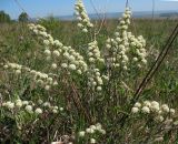 Spiraea crenata