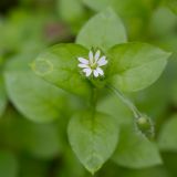Stellaria media