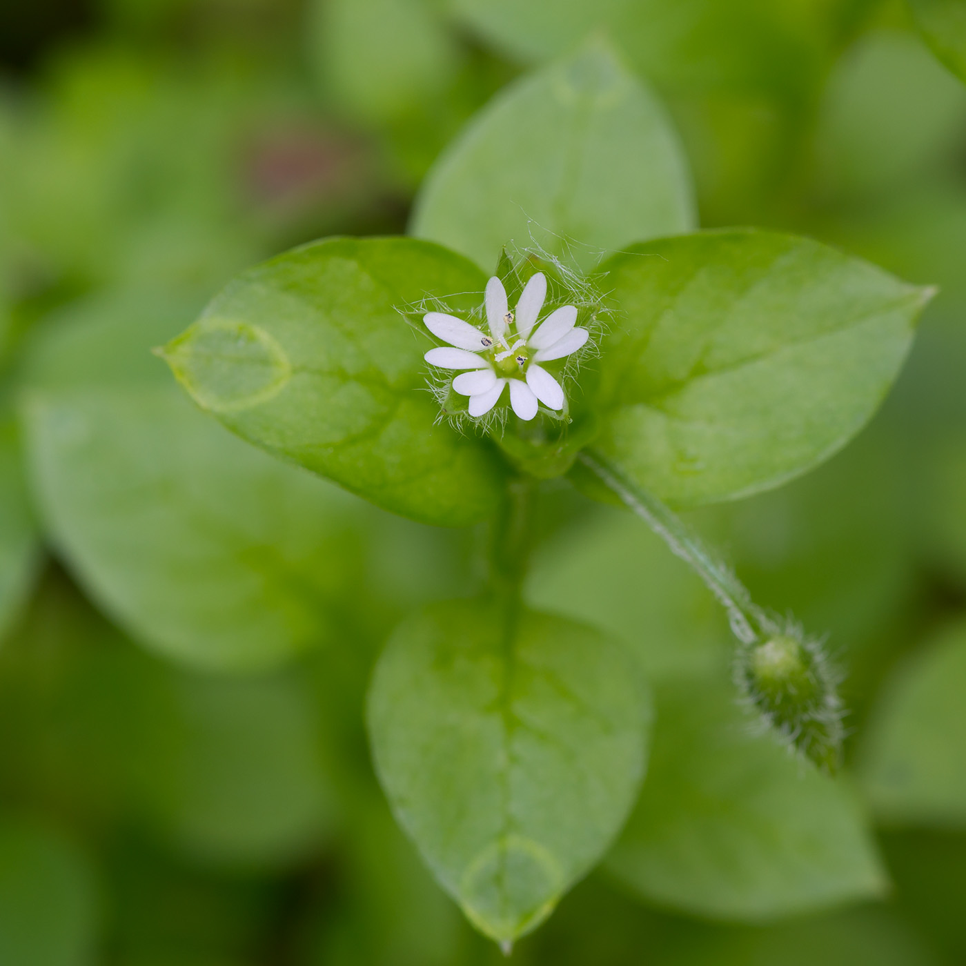 Image of Stellaria media specimen.