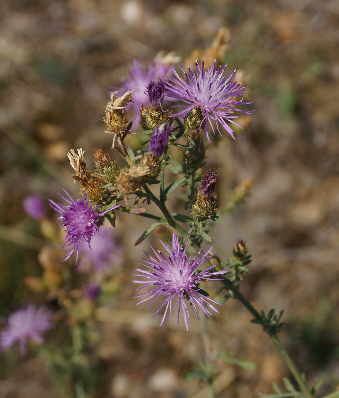 Image of Centaurea diffusa specimen.