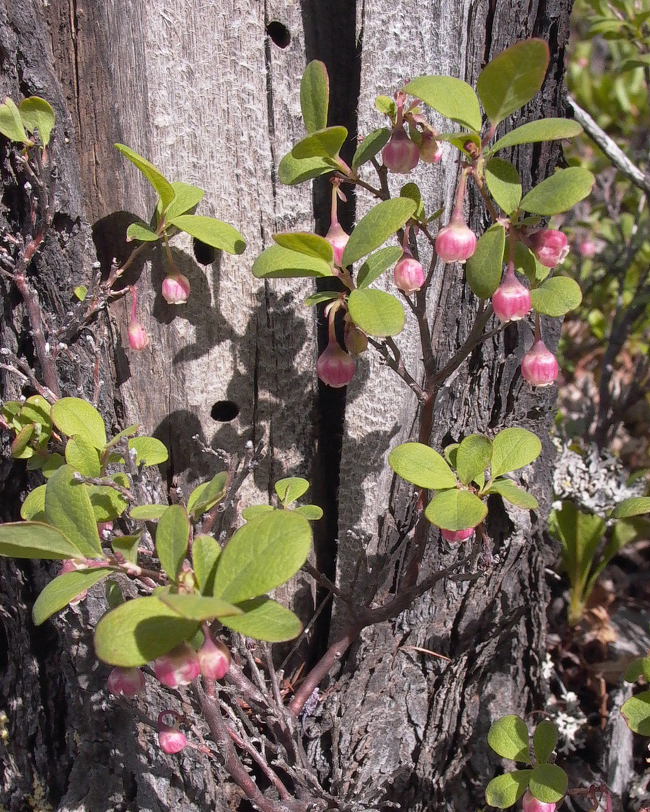 Image of Vaccinium uliginosum specimen.