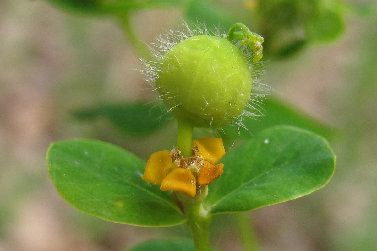 Изображение особи Euphorbia tauricola.