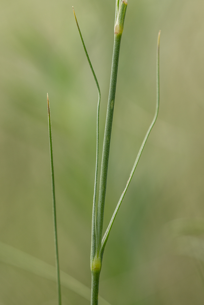 Image of Eremogone biebersteinii specimen.