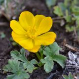 Trollius dschungaricus. Цветущее растение. Кыргызстан, Иссык-Кульская обл., Внутренний Тянь-Шань, хр. Терскей Ала-Тоо, ущ. Чон-Кызылсуу, горная степь в 1 км выше метеостанции, 2600 м н.у.м. 17.05.2018.