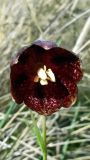 Fritillaria meleagroides