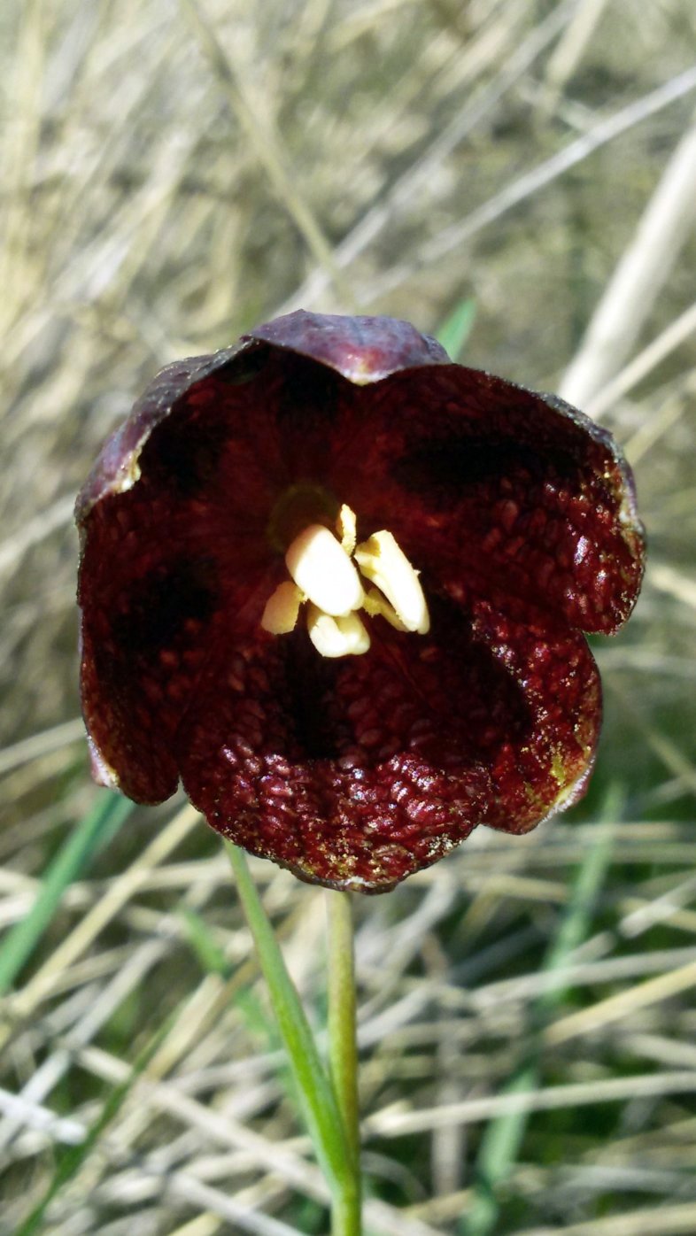 Изображение особи Fritillaria meleagroides.