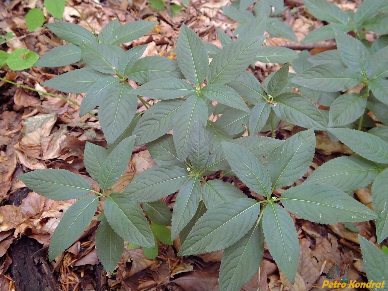 Изображение особи Mercurialis perennis.