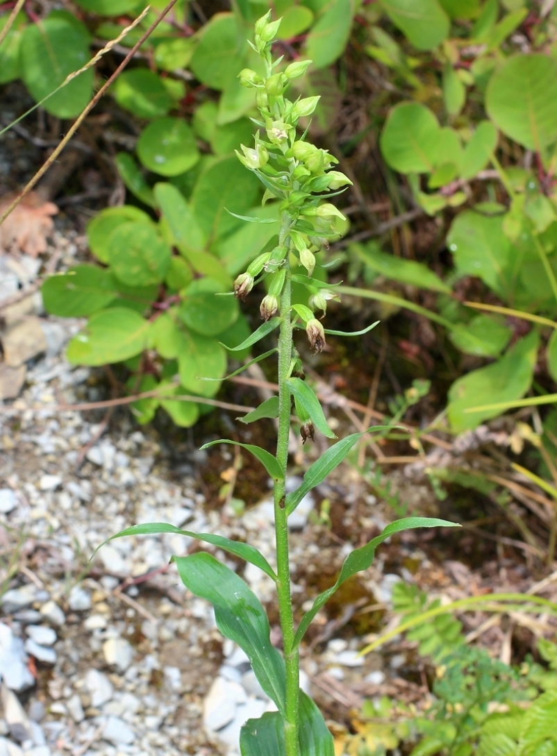 Image of Epipactis muelleri specimen.