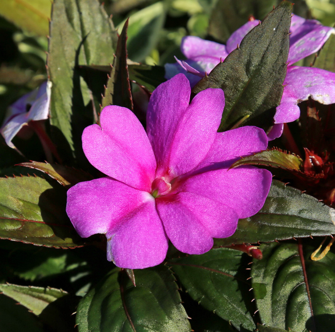 Image of Impatiens hawkeri specimen.