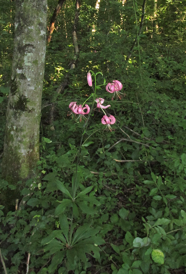 Изображение особи Lilium caucasicum.