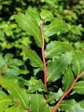 Vaccinium arctostaphylos. Часть ветви. Карачаево-Черкесия, Карачаевский р-н, Тебердинский заповедник, у тропы через Бадукские озёра. 24.07.2018.