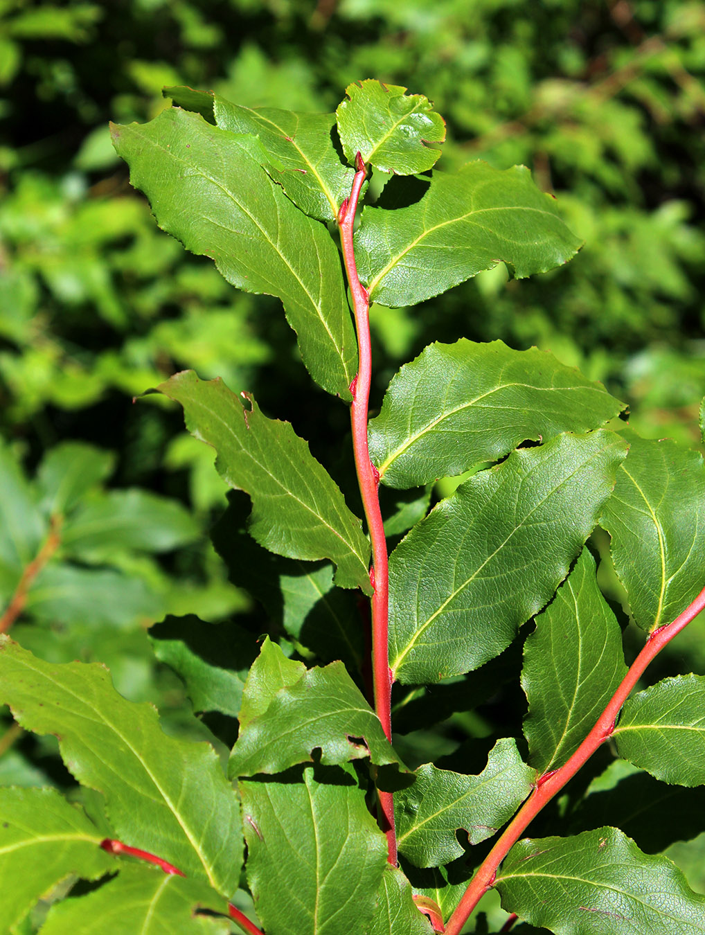 Image of Vaccinium arctostaphylos specimen.