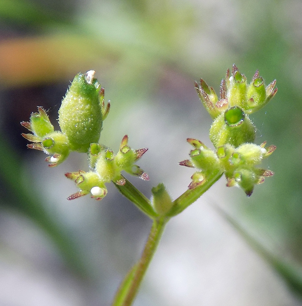 Image of Valerianella rimosa specimen.