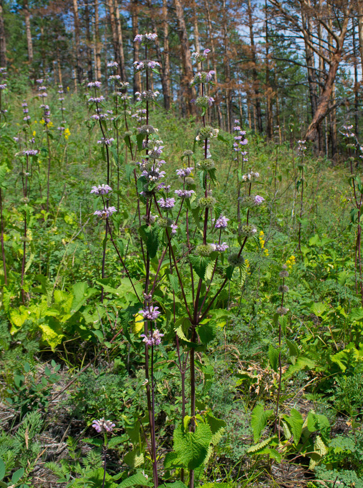 Изображение особи Phlomoides tuberosa.
