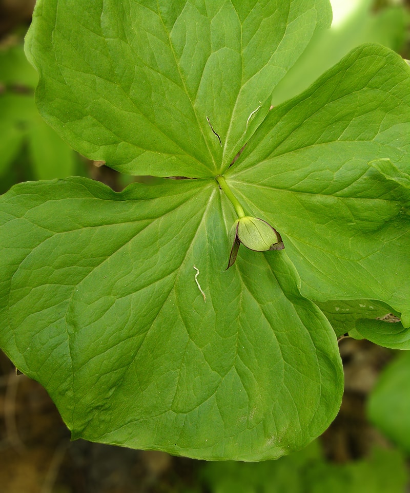 Image of Trillium smallii specimen.