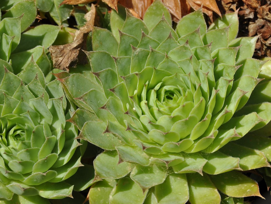 Image of genus Sempervivum specimen.