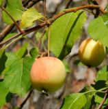 Malus prunifolia. Часть плодоносящего побега. Подмосковье, Серпуховской р-н, Приокско-террасный заповедник, возле административного здания. Август 2018 г.