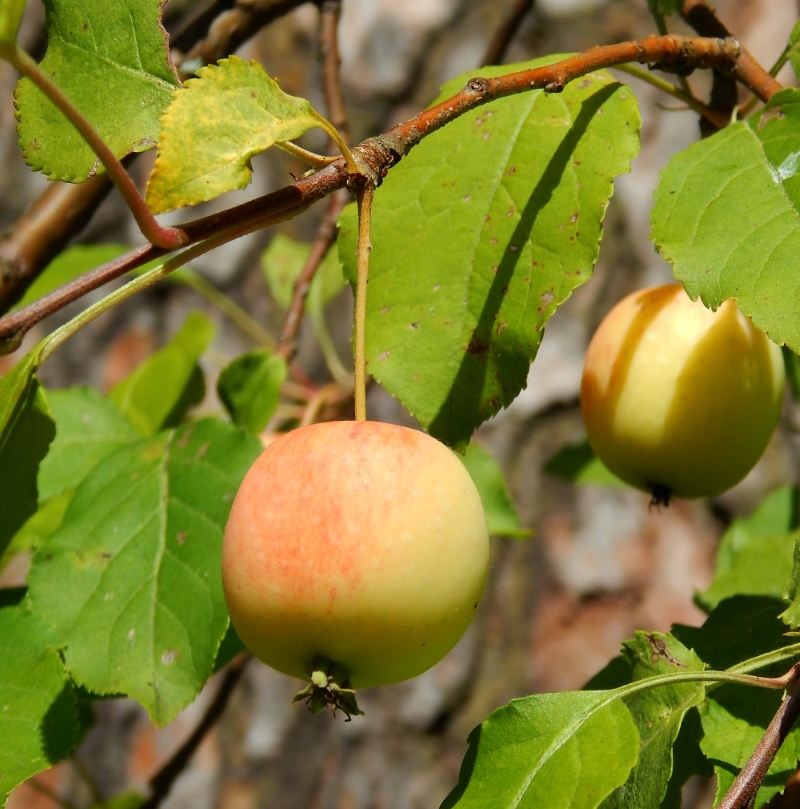 Image of Malus prunifolia specimen.