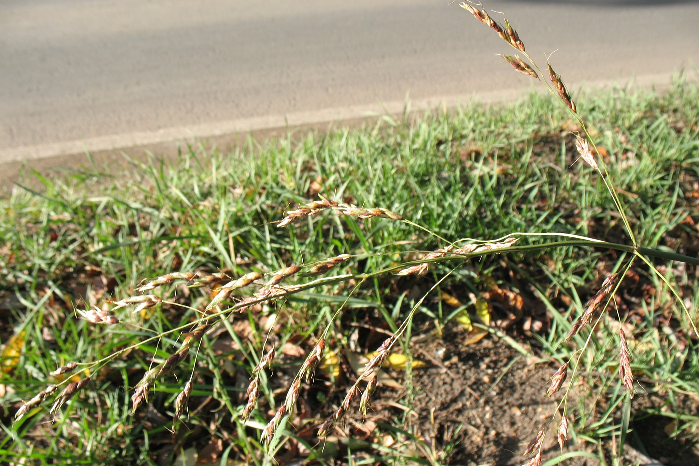 Image of Sorghum × drummondii specimen.