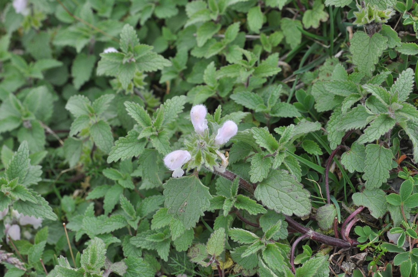 Image of Lamium tomentosum specimen.