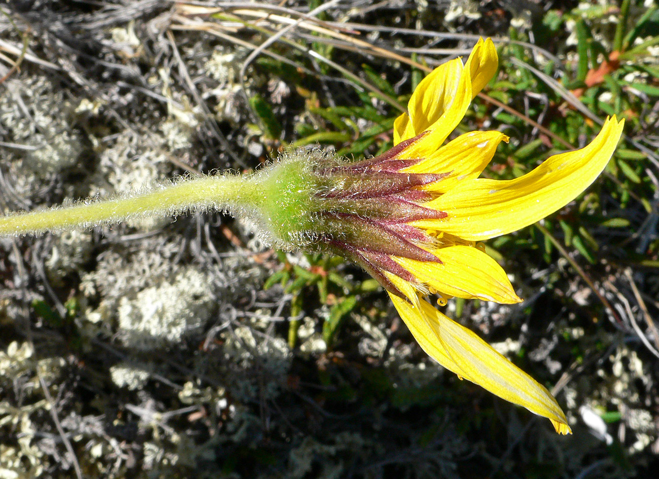 Изображение особи Arnica iljinii.