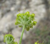 Zosima absinthifolia. Часть соцветия (вид снизу). Дагестан, Кумторкалинский р-н, склон горы. 06.05.2018.