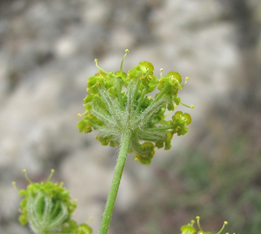 Изображение особи Zosima absinthifolia.