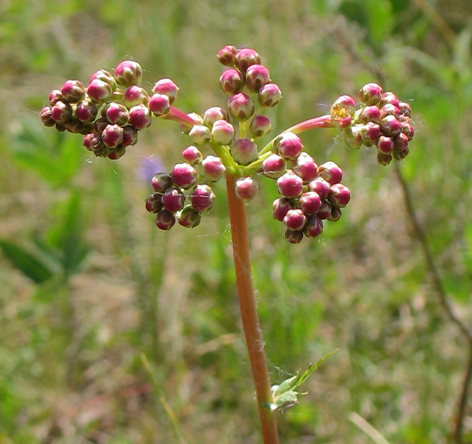 Image of Filipendula vulgaris specimen.