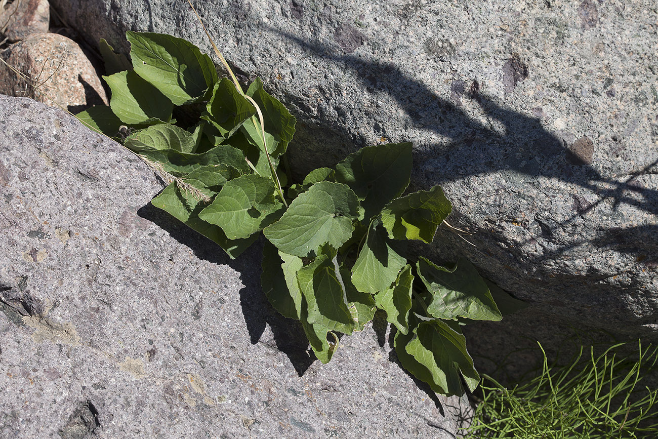 Image of genus Viola specimen.