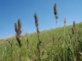 Poa bulbosa subspecies vivipara. Верхушки колосящихся растений. Южный Казахстан, Сырдарьинский Каратау, горы Улькунбурултау, ≈ 700 м н.у.м., степной пологий склон сев. экспозиции. 27 апреля 2018 г.