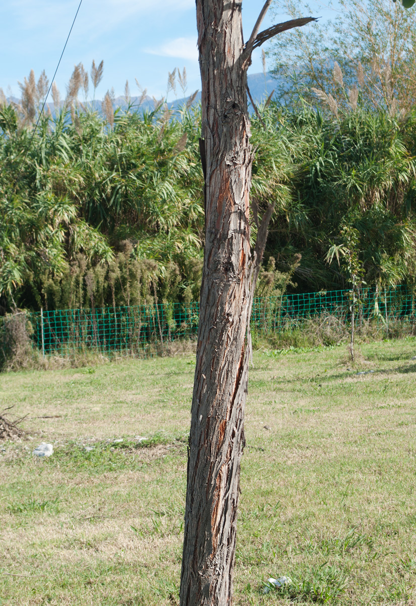 Image of Eucalyptus gunnii specimen.