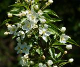 род Malus. Верхушка расцветающей ветви. Казахстан, Восточно-Казахстанская обл., г. Усть-Каменогорск, восточные окр., Лесхоз, склон сопки вблизи оврага. 22.05.2018.