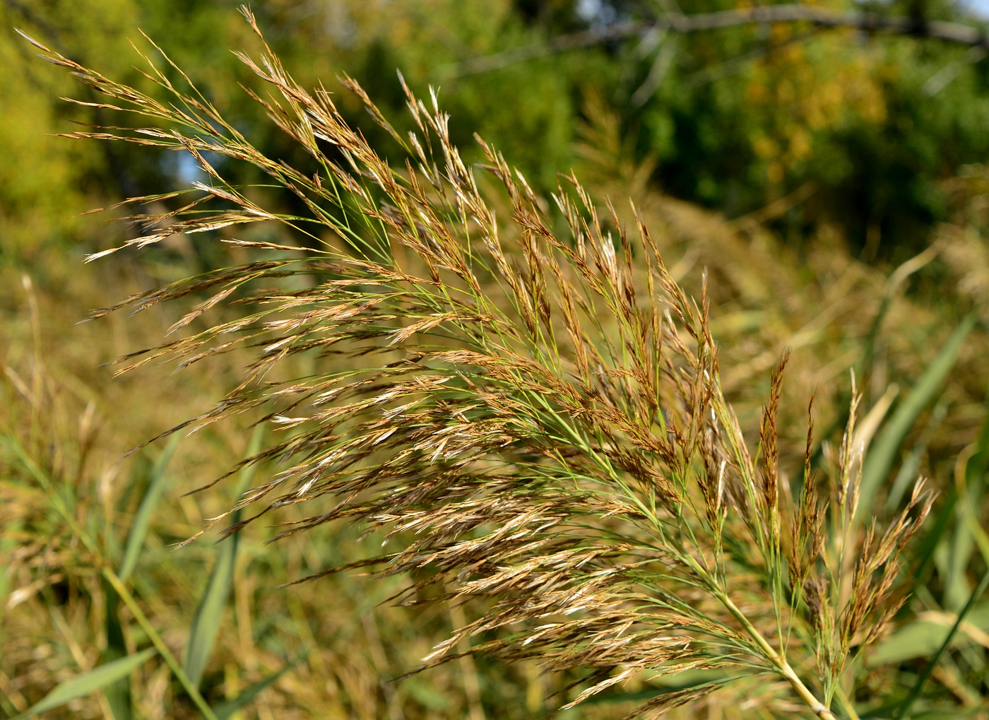 Изображение особи Phragmites altissimus.