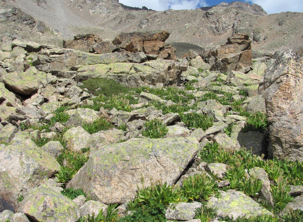 Image of Primula bayernii specimen.