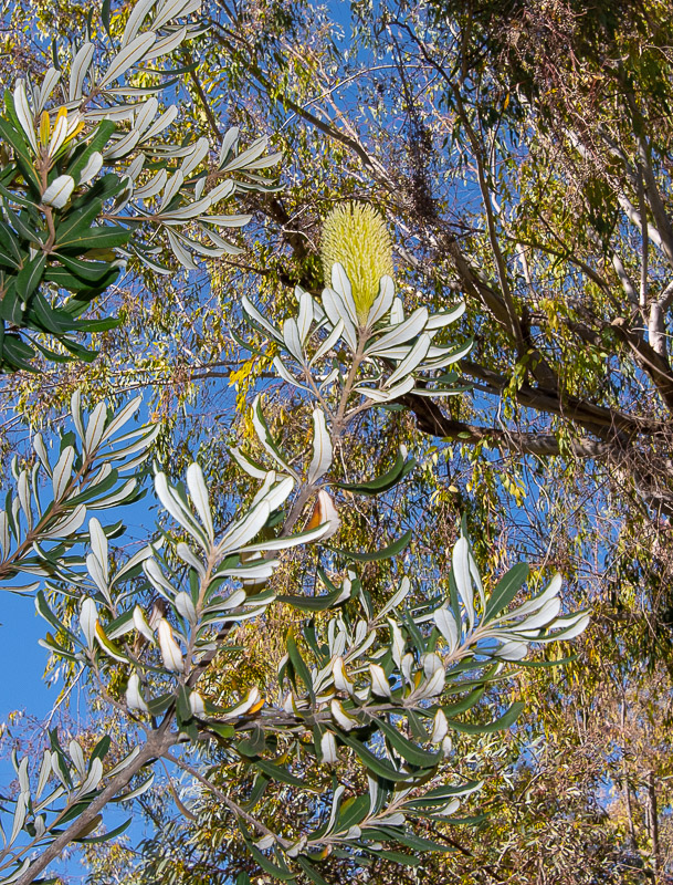 Image of Banksia integrifolia specimen.