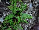 Asplenium bourgaei. Растение на скале. Турция, национальный парк Олимпос-Бейдаглары, мыс Гелидония, опушка соснового леса, каменистый склон. 04.01.2019.