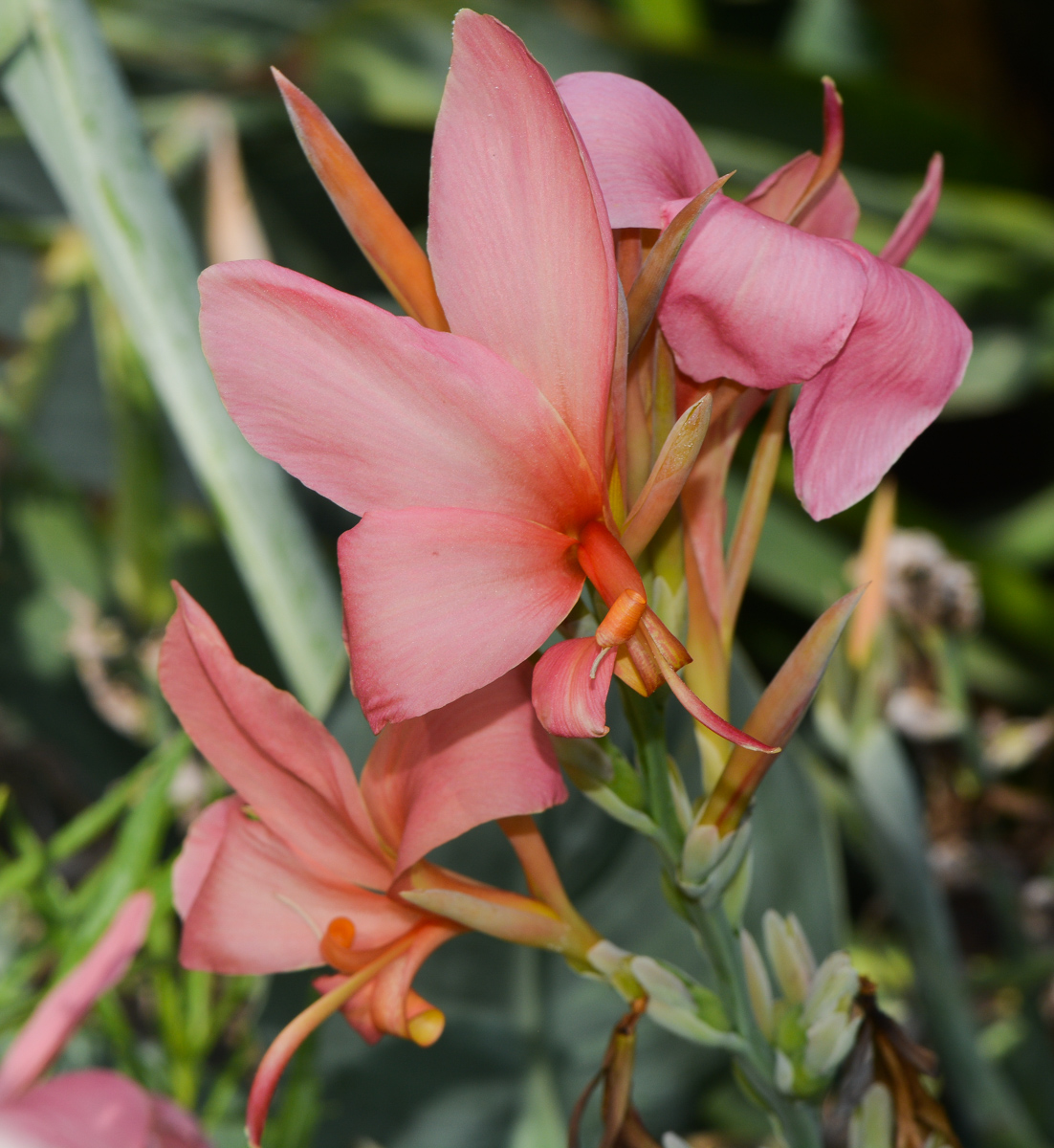 Image of Canna flaccida specimen.